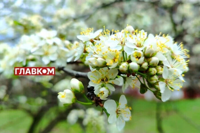 W Ukrainie oczekuje się zmiennej pochmurności: prognoza pogody na 25 kwietnia