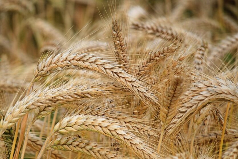 Hilfe für Landwirte: Die Ukraine wird dem Internationalen Fonds für landwirtschaftliche Entwicklung beitreten